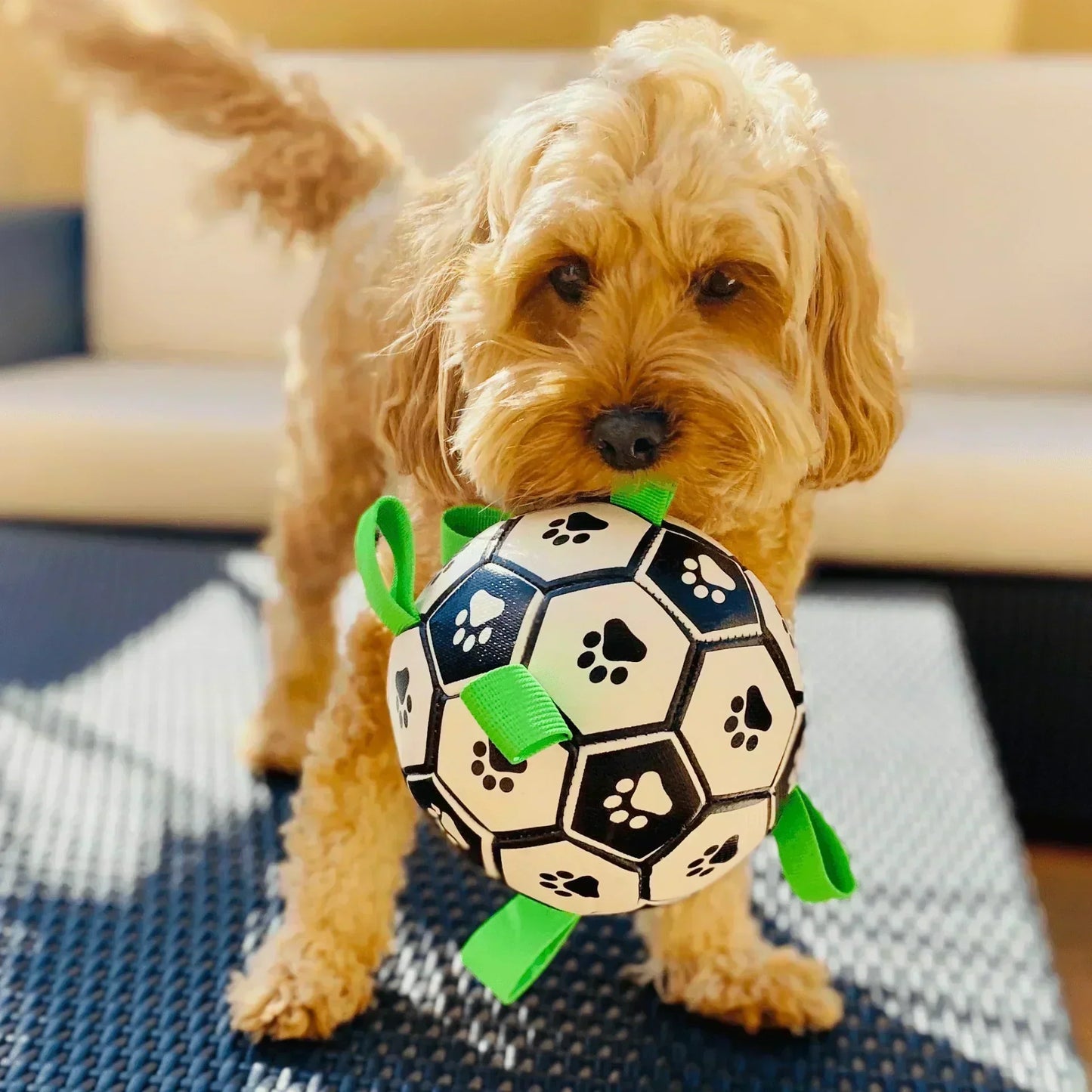 Hondenvoetbal